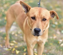 OZZY, Hund, Mischlingshund in Ungarn - Bild 5