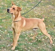 OZZY, Hund, Mischlingshund in Süderbrarup - Bild 6