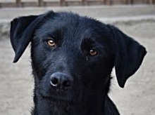 ISPAN, Hund, Labrador-Mix in Ungarn - Bild 1