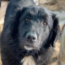 ZAMIRA, Hund, Mischlingshund in Griechenland - Bild 5
