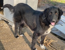 ZAMIRA, Hund, Mischlingshund in Balingen - Bild 18