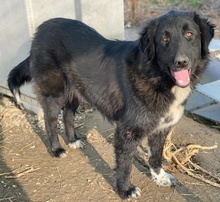 ZAMIRA, Hund, Mischlingshund in Balingen - Bild 19