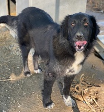 ZAMIRA, Hund, Mischlingshund in Balingen - Bild 24