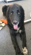 ZAMIRA, Hund, Mischlingshund in Balingen - Bild 38