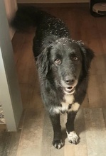 ZAMIRA, Hund, Mischlingshund in Balingen - Bild 43