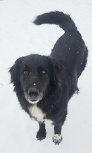 ZAMIRA, Hund, Mischlingshund in Balingen - Bild 46