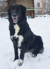 ZAMIRA, Hund, Mischlingshund in Balingen - Bild 48