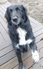ZAMIRA, Hund, Mischlingshund in Balingen - Bild 52