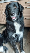 ZAMIRA, Hund, Mischlingshund in Balingen - Bild 53