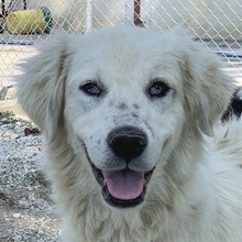 BASTIENNE, Hund, Mischlingshund in Griechenland - Bild 1