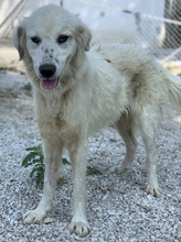 BASTIENNE, Hund, Mischlingshund in Griechenland - Bild 10