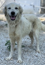BASTIENNE, Hund, Mischlingshund in Griechenland - Bild 11