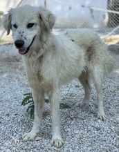 BASTIENNE, Hund, Mischlingshund in Griechenland - Bild 12