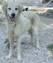 BASTIENNE, Hund, Mischlingshund in Griechenland - Bild 2