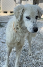 BASTIENNE, Hund, Mischlingshund in Griechenland - Bild 4