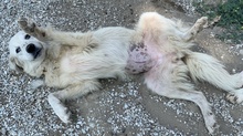 BASTIENNE, Hund, Mischlingshund in Griechenland - Bild 5