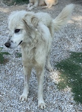 BASTIENNE, Hund, Mischlingshund in Griechenland - Bild 7