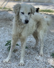 BASTIENNE, Hund, Mischlingshund in Griechenland - Bild 8