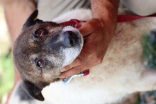 ILARIA, Hund, Mischlingshund in Rumänien - Bild 2