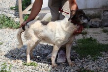 ILARIA, Hund, Mischlingshund in Rumänien - Bild 3
