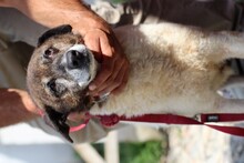 ILARIA, Hund, Mischlingshund in Rumänien - Bild 4