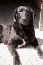 JUGO, Hund, Mischlingshund in Kroatien - Bild 1