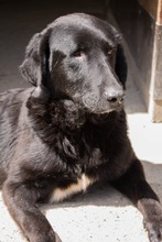 JUGO, Hund, Mischlingshund in Kroatien - Bild 2