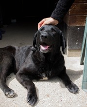 JUGO, Hund, Mischlingshund in Kroatien - Bild 3