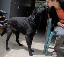 JUGO, Hund, Mischlingshund in Kroatien - Bild 5