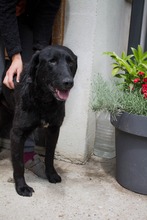 JUGO, Hund, Mischlingshund in Kroatien - Bild 7