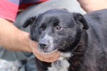 JJUMA, Hund, Labrador-Pinscher-Mix in Rumänien - Bild 1