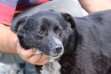 JJUMA, Hund, Labrador-Pinscher-Mix in Rumänien - Bild 3