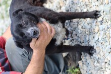 JJUMA, Hund, Labrador-Pinscher-Mix in Rumänien - Bild 4
