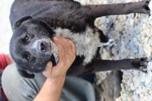 JJUMA, Hund, Labrador-Pinscher-Mix in Rumänien - Bild 5
