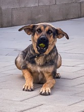 MOANA, Hund, Mischlingshund in Slowakische Republik - Bild 1