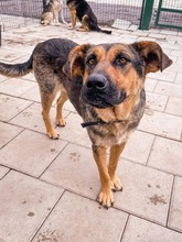 MOANA, Hund, Mischlingshund in Slowakische Republik - Bild 10