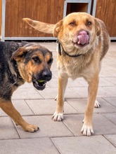 MOANA, Hund, Mischlingshund in Slowakische Republik - Bild 11