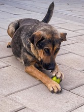 MOANA, Hund, Mischlingshund in Slowakische Republik - Bild 2