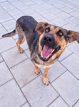 MOANA, Hund, Mischlingshund in Slowakische Republik - Bild 3