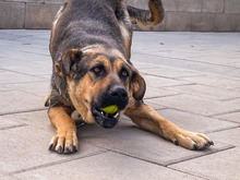 MOANA, Hund, Mischlingshund in Slowakische Republik - Bild 4