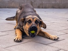 MOANA, Hund, Mischlingshund in Slowakische Republik - Bild 5