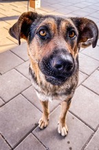 MOANA, Hund, Mischlingshund in Slowakische Republik - Bild 6