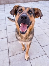 MOANA, Hund, Mischlingshund in Slowakische Republik - Bild 8