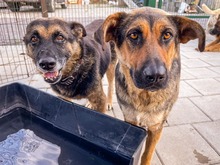 MOANA, Hund, Mischlingshund in Slowakische Republik - Bild 9