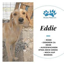 EDDIE, Hund, Mischlingshund in Griechenland - Bild 1