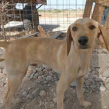 EDDIE, Hund, Mischlingshund in Griechenland - Bild 2