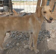 EDDIE, Hund, Mischlingshund in Griechenland - Bild 3