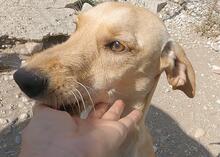 EDDIE, Hund, Mischlingshund in Griechenland - Bild 4