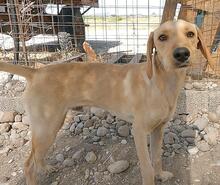 EDDIE, Hund, Mischlingshund in Griechenland - Bild 5