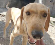EDDIE, Hund, Mischlingshund in Griechenland - Bild 6